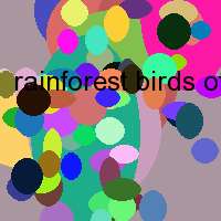 rainforest birds of australia